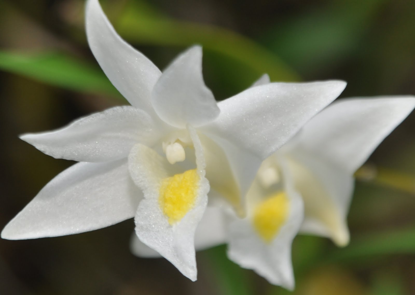 Dendrobium Sarusanda Orchid