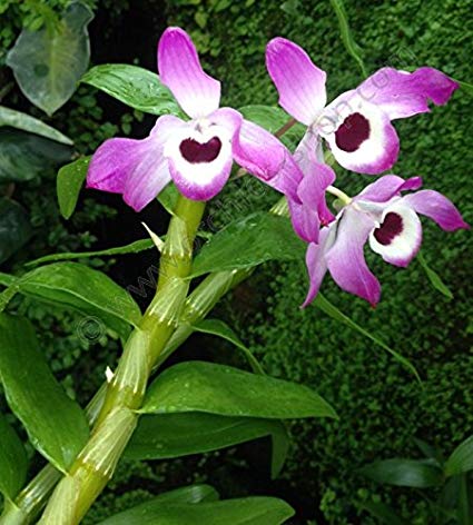 Dendrobium - Sarusanda Orchid